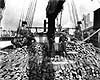 This unidentified schooner hauls cordwood from the Chesapeake Bay region to New England.